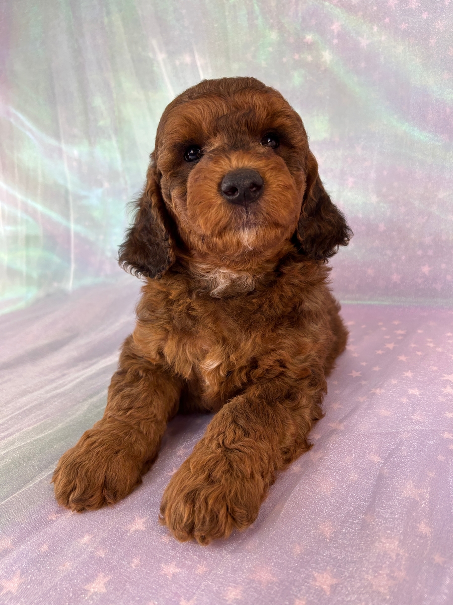 Sable Male Miniature Golden Doodle Puppy for Sale DOB 4-26-2026 $1200